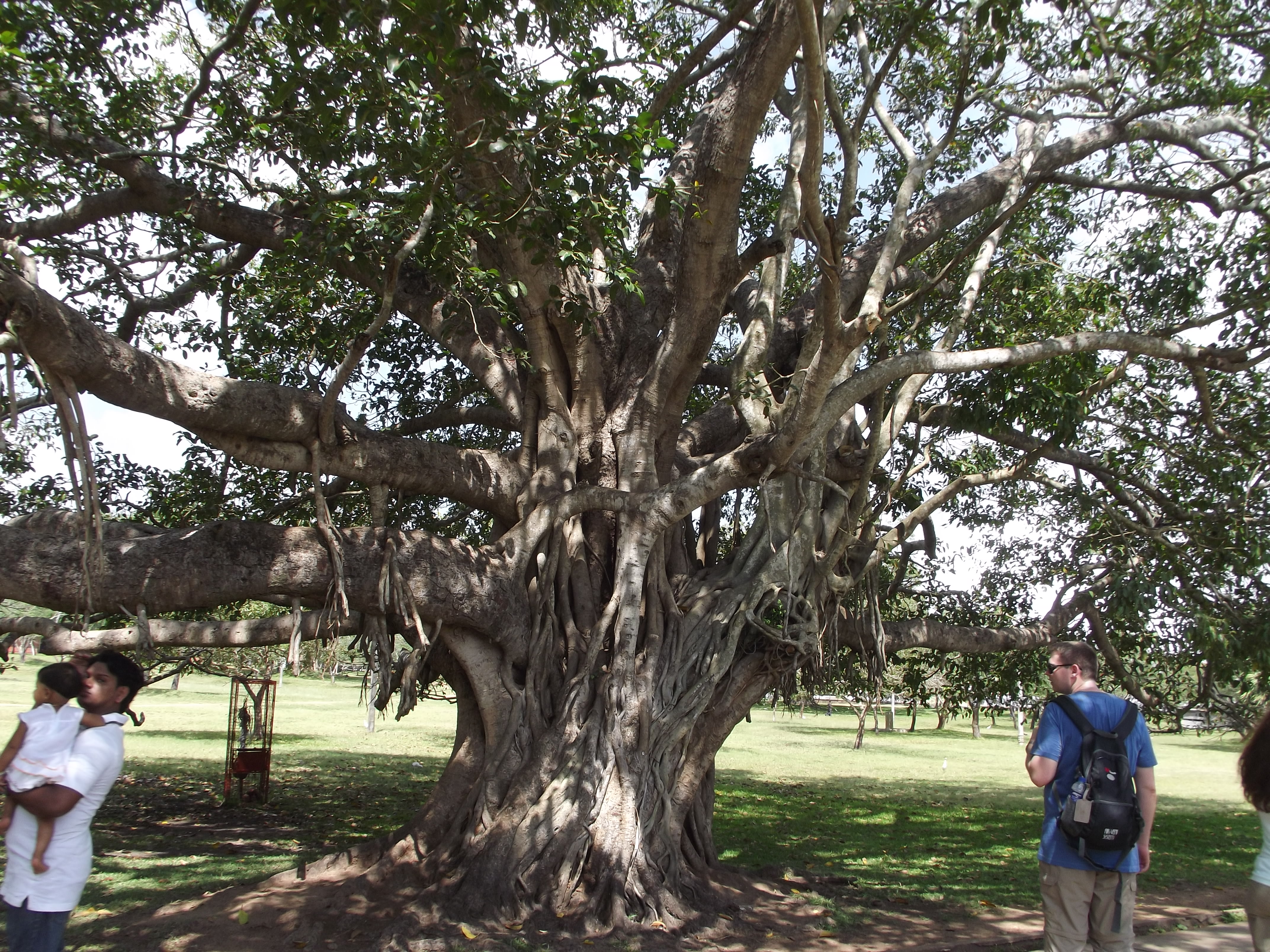 Anuradhapura - beeindruckende Bäume