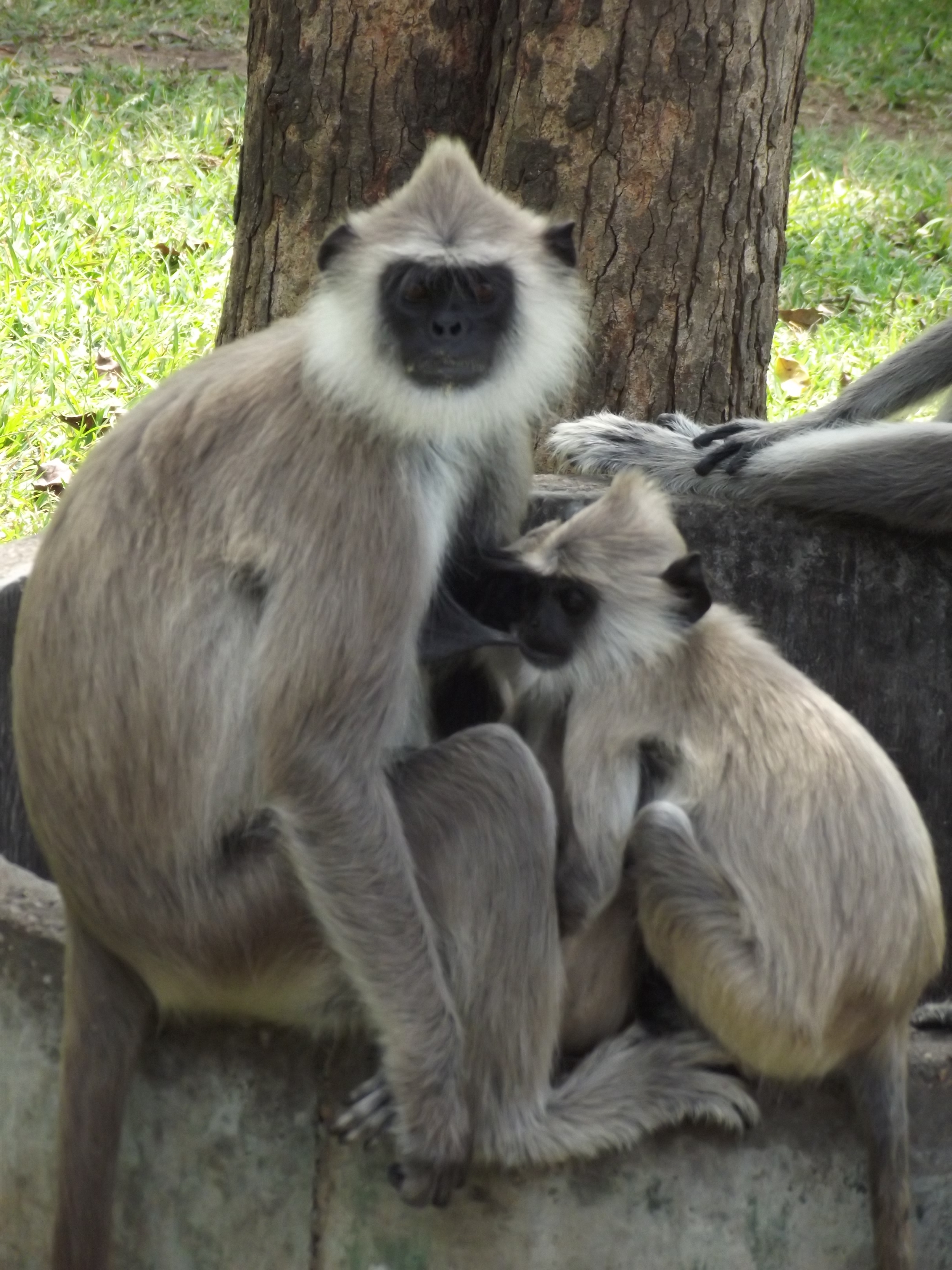 Anuradhapura - aufmerksame Affen