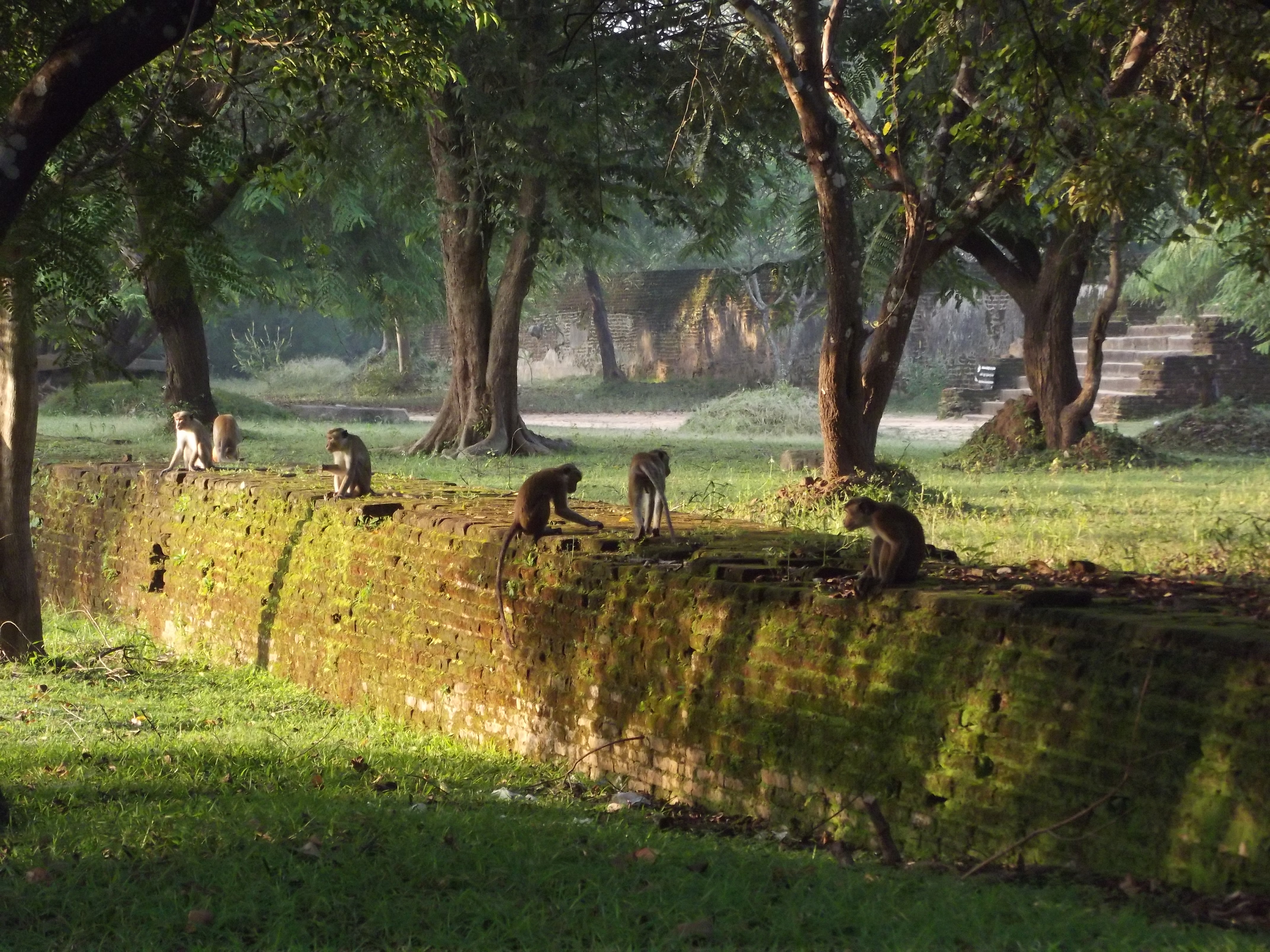Polonnaruwa - Frontlinien