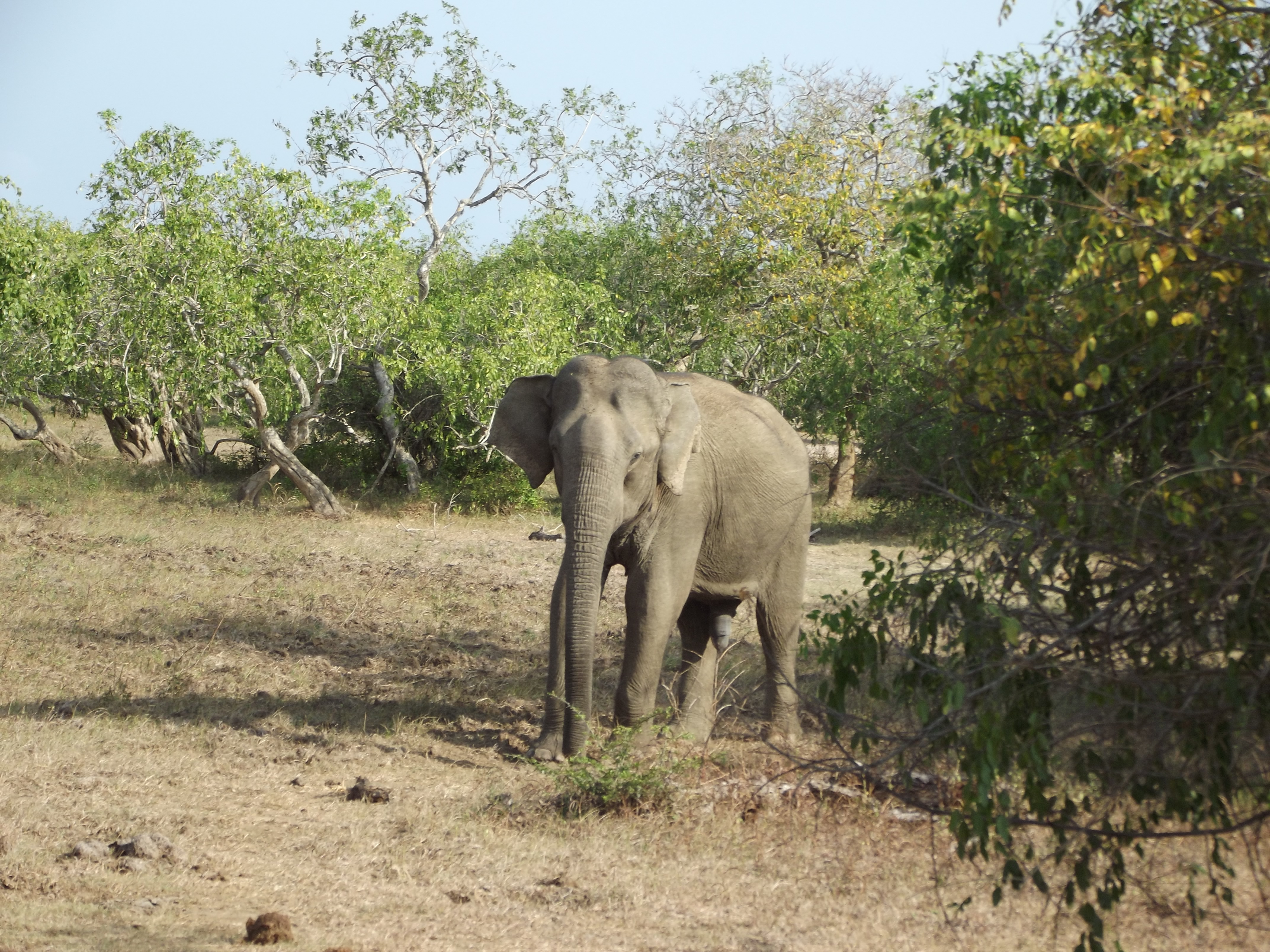 Yala - Safari