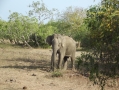 Yala - Safari